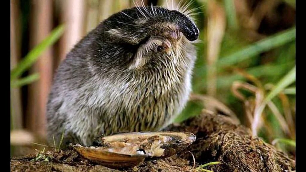 Пиренейская выхухоль. Отряд насекомоядные выхухоль. Хопёрский заповедник выхухоль. Пиренейская выхухоль. Выхухоль это млекопитающее.
