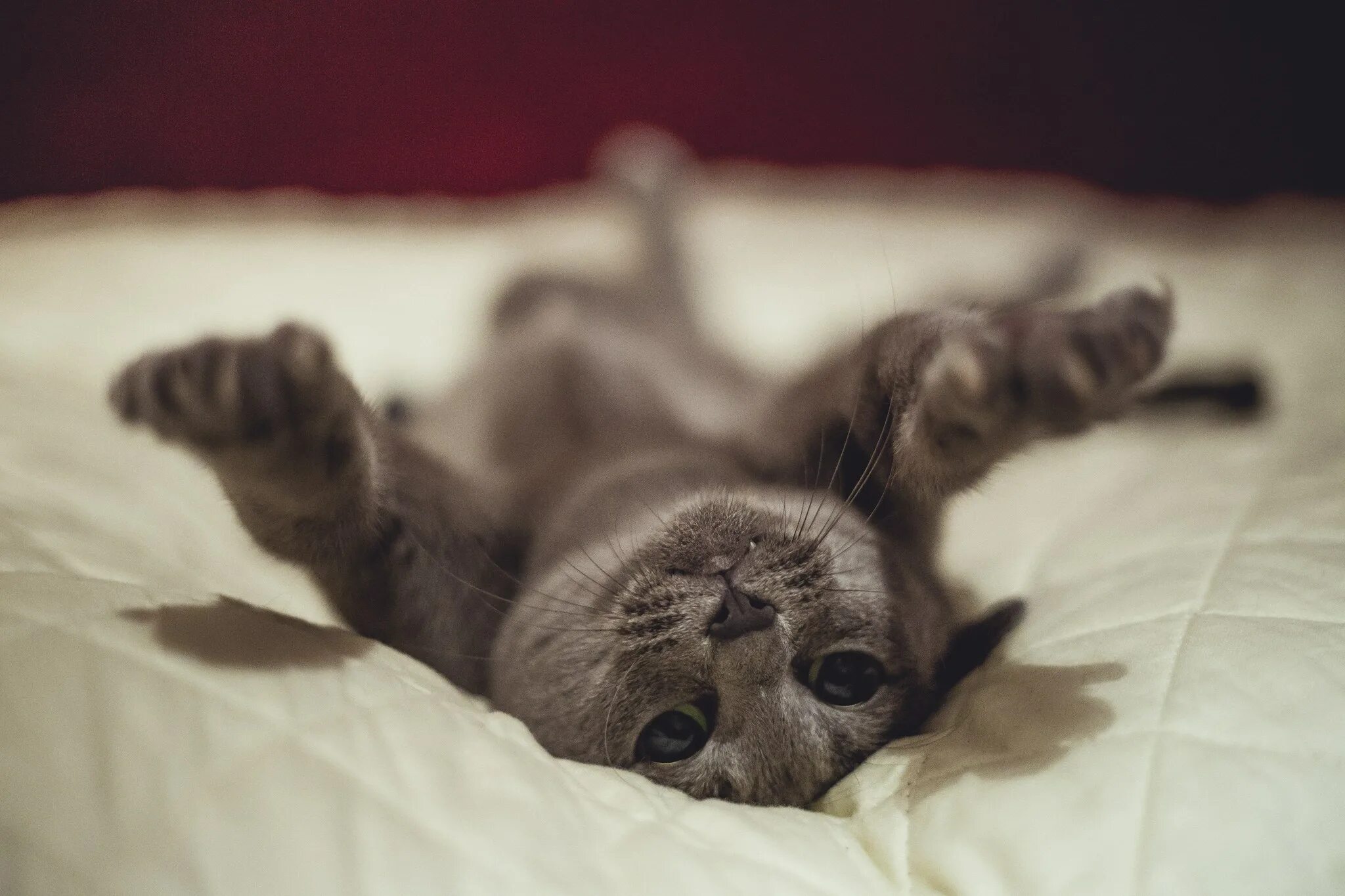 Котенок в постели. Котик в кровати. Милые животные утро. Животные просыпаются. Котенок лежит на кровати.