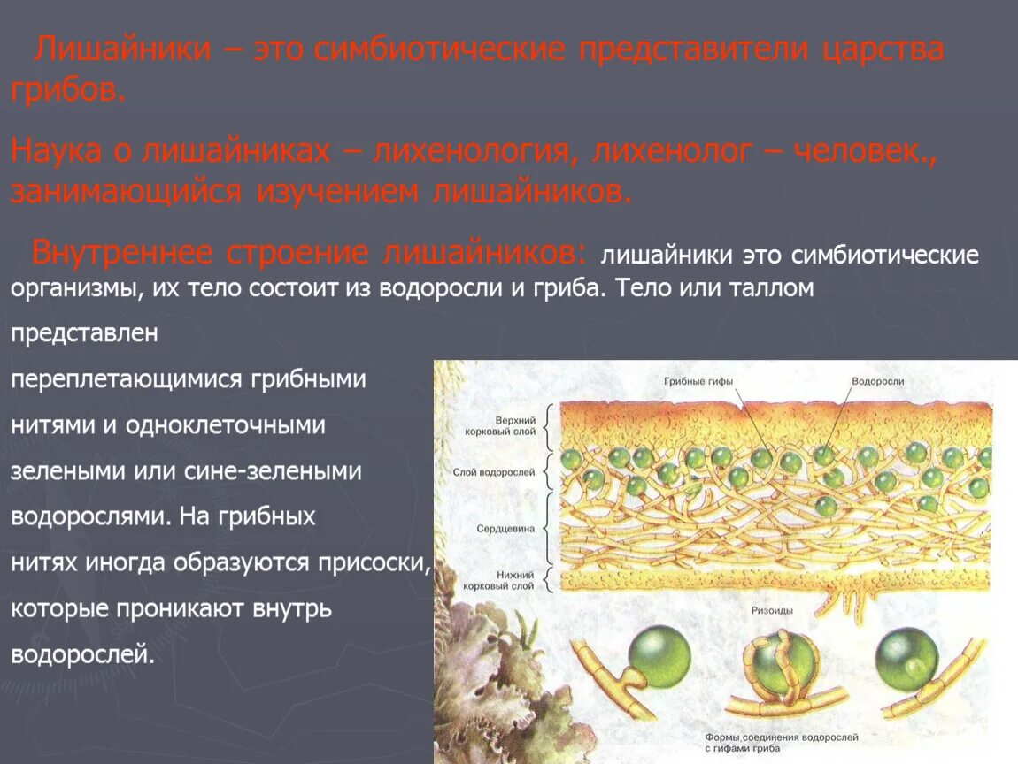 Почему лишайники грибы. Строение лишайника. Внутреннее строение лишайника. Грибы и лишайники презентация. Строение лишайника 5 класс биология.