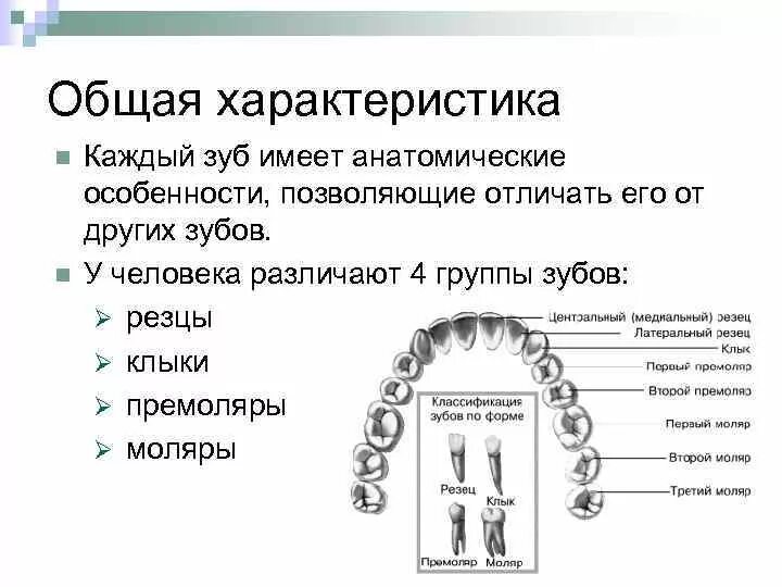 Функция каждого зуба