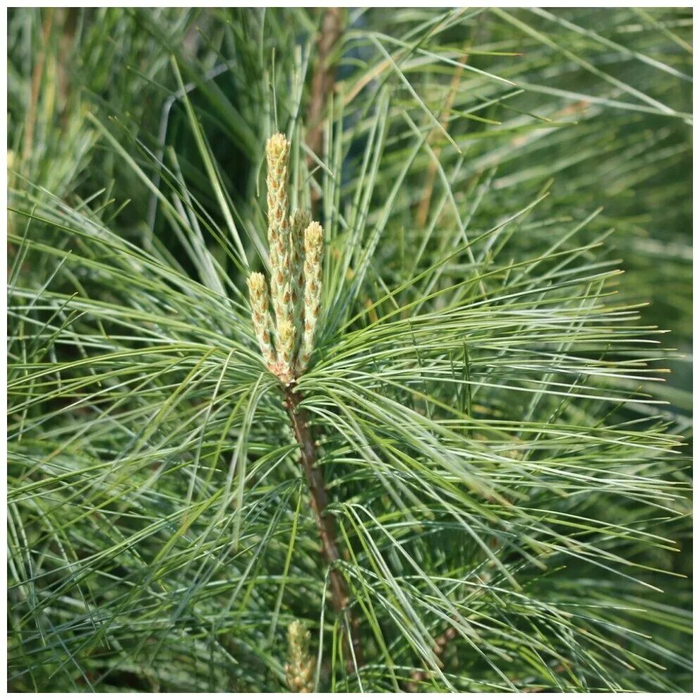 Сосна веймутова strobus. Семена сосны веймутова. Pinus strobus torulosa. Сосна белая аммерланд. Семена сосны веймутова.