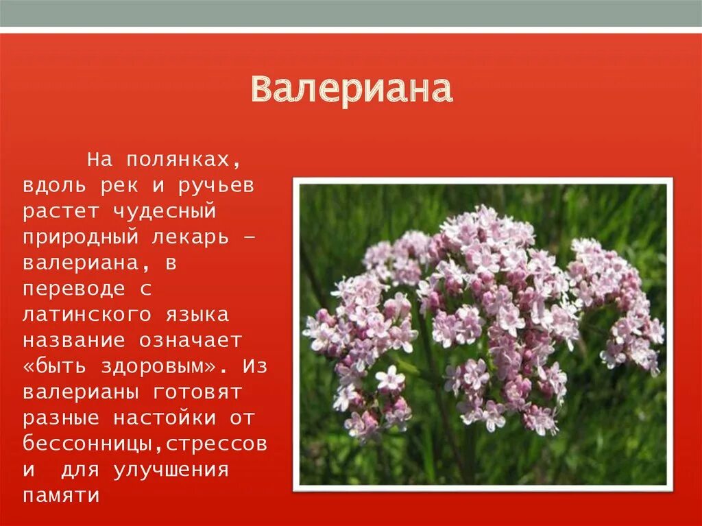 Растения красной книги ленинградской области. Ленинградское растение занесенное в красную книгу. Растения красной книги ленинградской области. Международная красная книга растения. Растения ленинградской области занесенные в красную книгу.