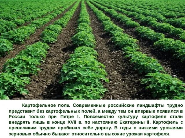 Картофельное поле огэ. Картофельное поле. картофельных полей управление. картофельное поле в ландшафтном дизайне. картофельное поле уровень организации.