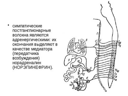 Медиаторы преганглионарных волокон симпатической нервной системы