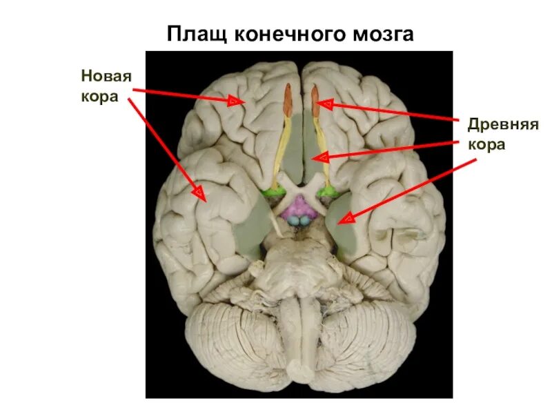 Старый новый мозг