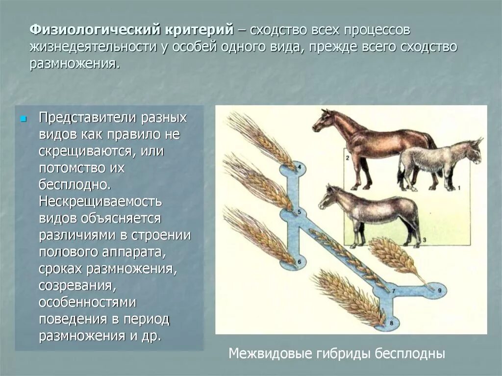 Фищиологиечский Крите. Физиологический критерий. Физиологический критерий примеры. Физиологические признаки особей