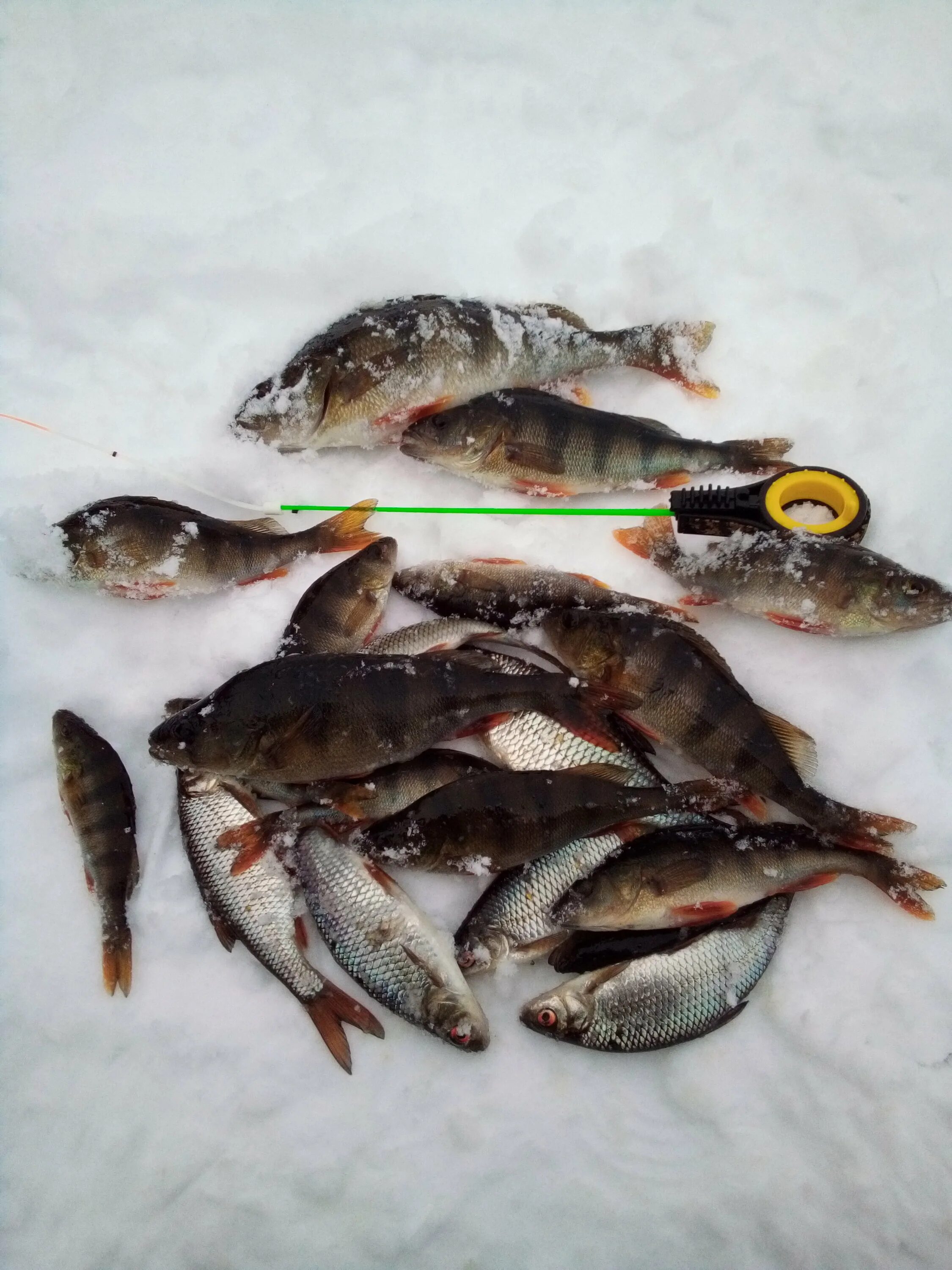 Пучеж рыба. Отчеты о зимней рыбалке. Отчет с рыбалки барыбина. Куча окуня в ванной. Вести с водоемов.