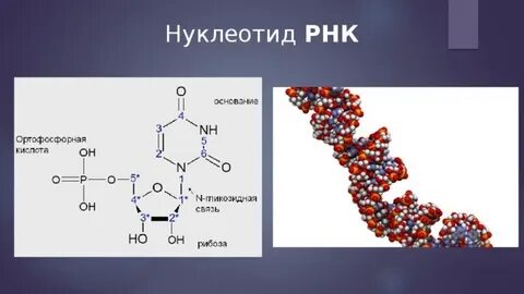 Длина нуклеотида рнк