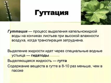 Процесс выделения в жизни растений