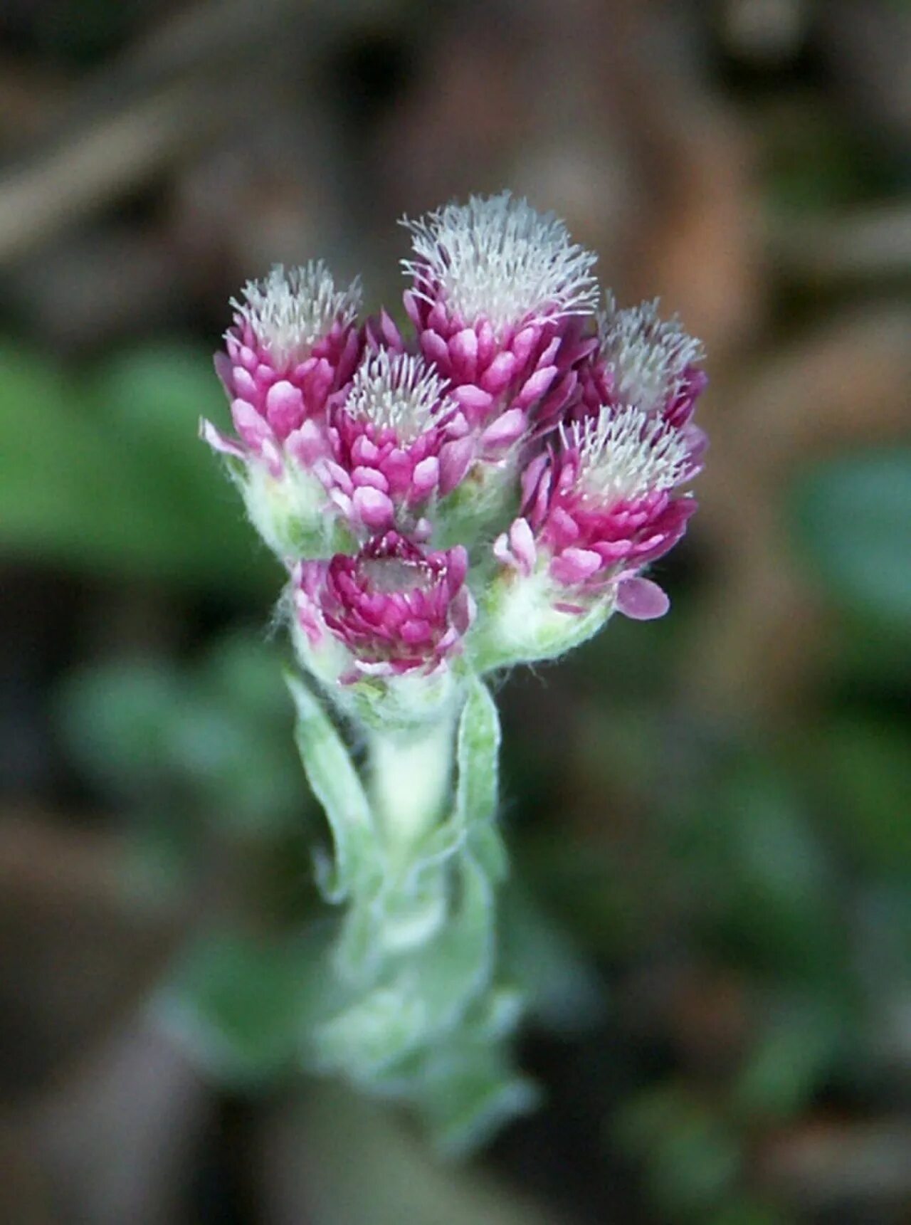 Как выглядит кошачья лапка. Кошачья лапка (antennaria dioica). антеннария двудомная. антеннария двудомная кошачья лапка. антеннария двудомная antennaria dioica.