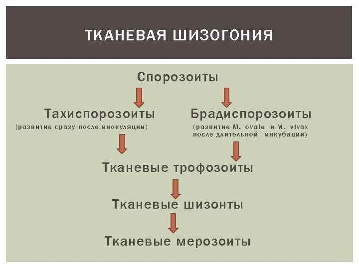 Продолжительность стадии тканевой шизогонии. Тканевая шизогония. Этиология малярии шизогония. Клинические проявления при тканевой шизогонии. Тканевая шизогония характерна для возбудителей.
