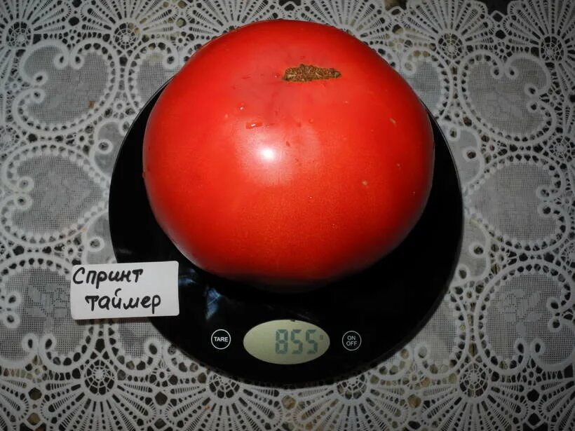 Сорт томатов спринт таймер описание. Томат спринт таймер. томат спринт 2 гавриш. сорт спринт таймер томат описание. спринт таймер томат фото.