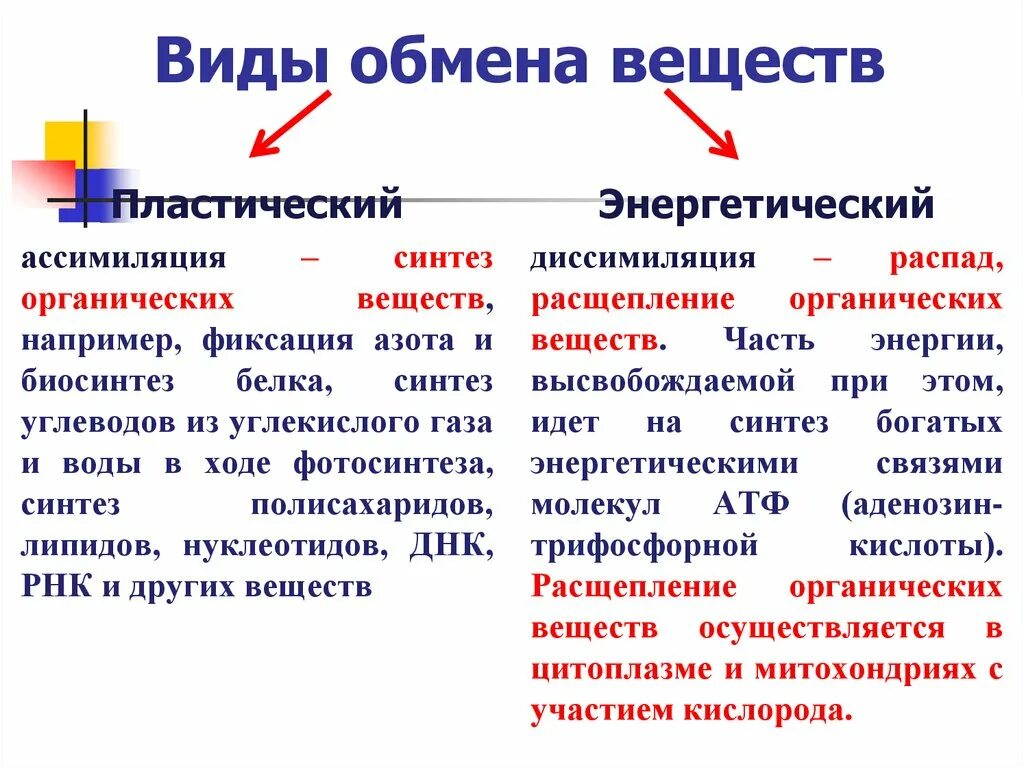 Таблица по биологии 8 класс пластический и энергетический обмен. Таблица обмен веществ и энергии пластический и энергетический обмен. Пластический и энергетический обмен в организме человека. Характеристики пластического и энергетического обмена веществ. Совокупность реакций пластического обмена