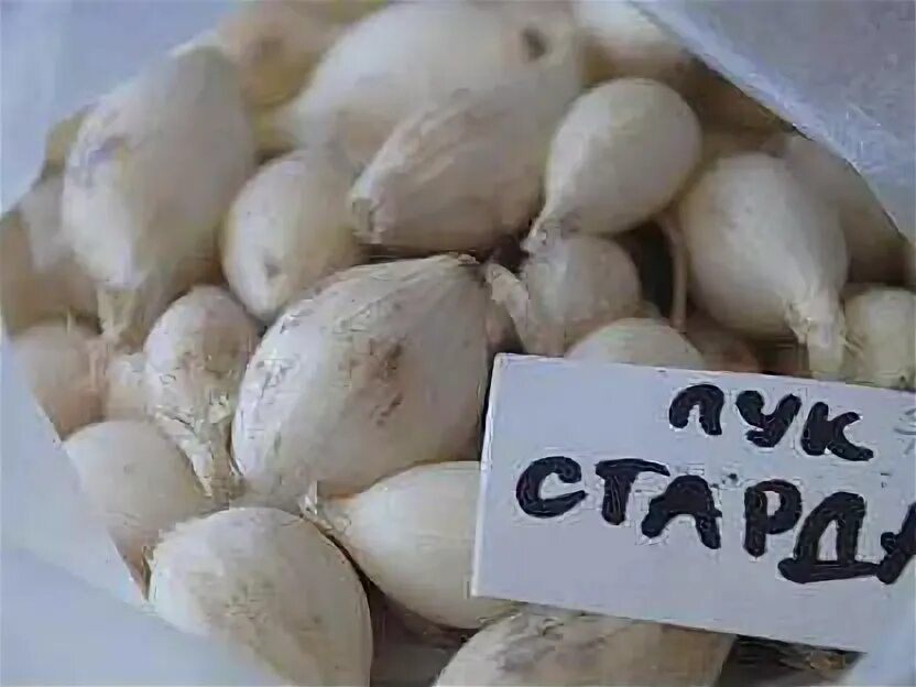 Лук-севок сноуболл. Севок стардаст описание. Лук-севок стардаст. Лук севок белый. Стардаст лук стардаст.