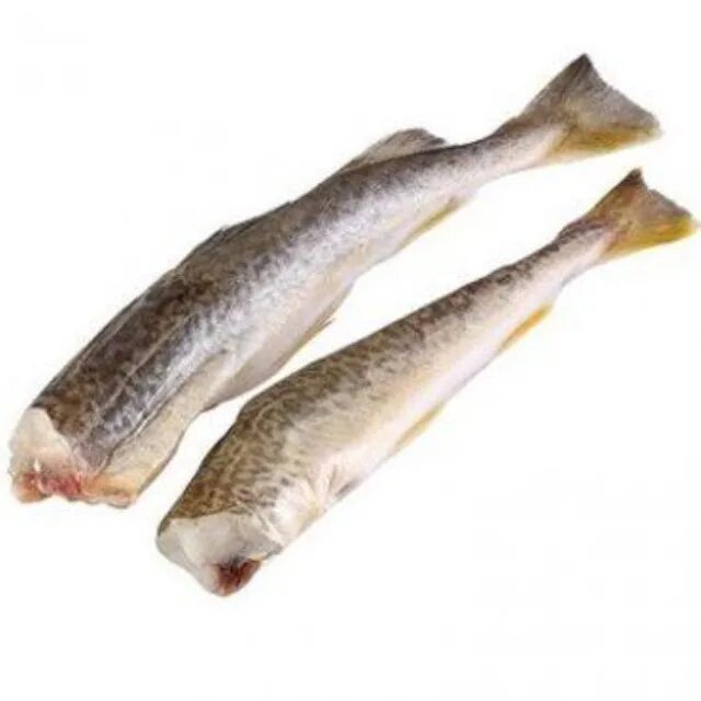 Навага беломорская. Как выглядит рыба навага. Навага рыба. Дальневосточная навага. Тихоокеанская навага.