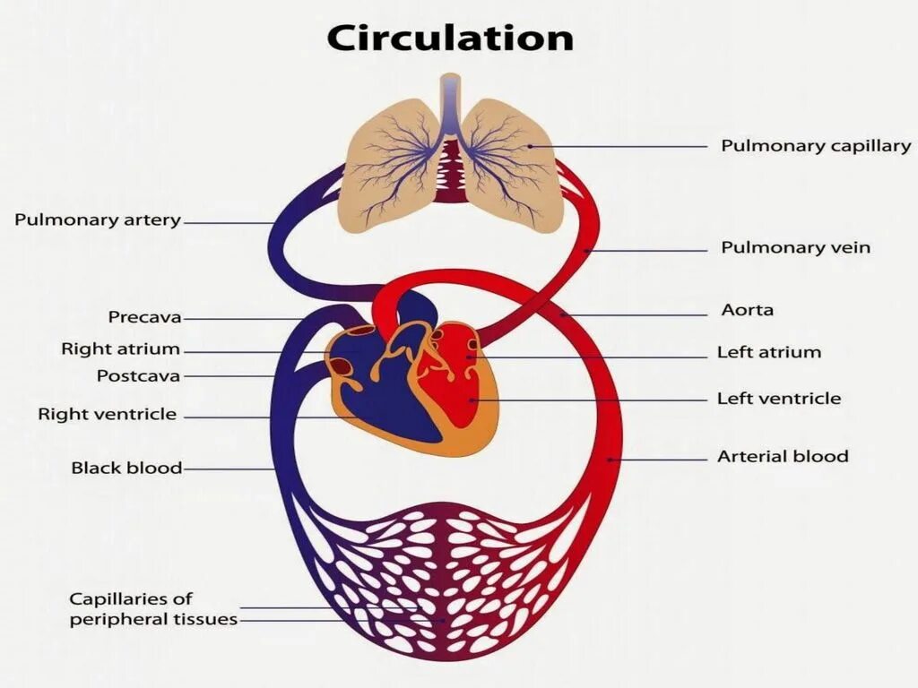 Been in circulation. Blood circulation. circulatory system. small circle of blood circulation. circulatory circles.