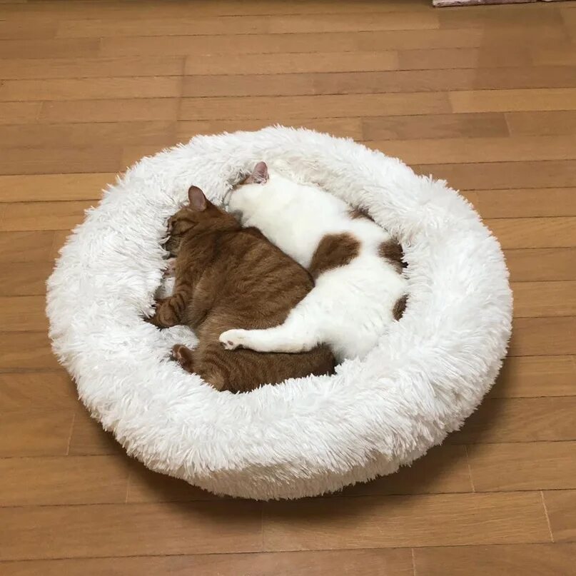 Теперь кота. Кот и лежанка мем. пушистый лежак для кота. завести кота. стишок про лежанку для котика.