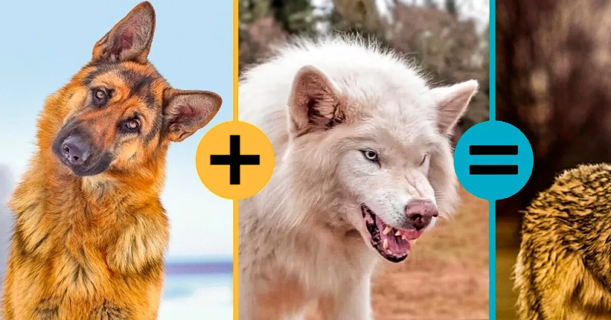 Каково быть животным. Много домашних животных. Кошка в квартире. Красивая девушка с собакой. Каково быть животным.