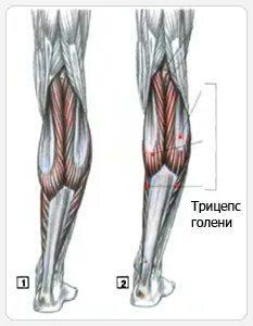 Голень длиннее бедра