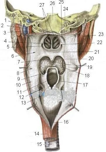 Ostium pharyngeum tubae auditivae. Свод глотки анатомия латынь. Глотка строение анатомия на латыни. Глотка строение анатомия латинский.