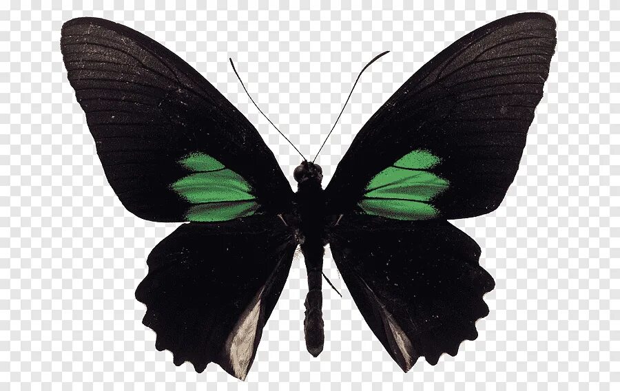 Черно зеленая бабочка. Бабочка парусник Махаон. Черный Махаон бабочка. Крылья бабочки.
