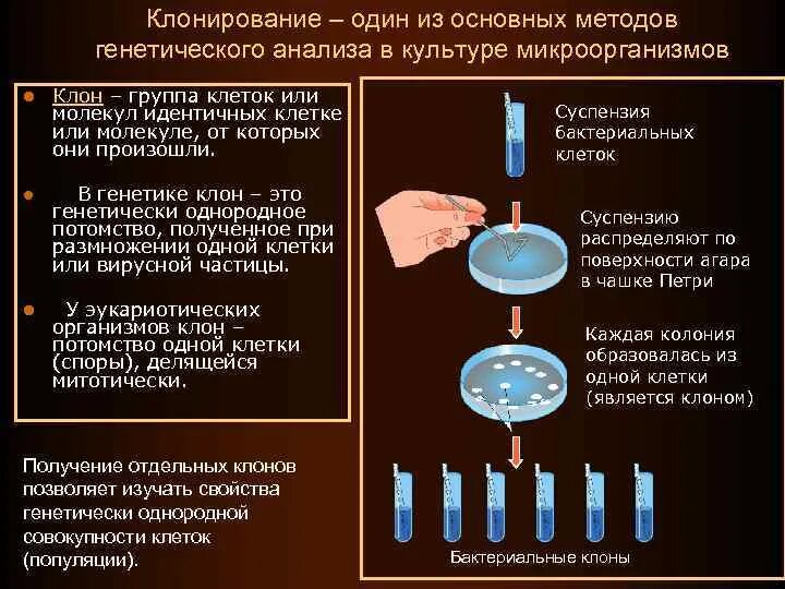 Клон в микробиологии это. Клон в микробиологии это