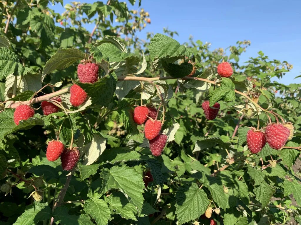 Малина ремонтантная элегантная. Малина сорт новокитаевская. Малина крупная ремонтантная. Лучшие сорта ремонтантной малины. Малина ремонтантная сорт геракл.