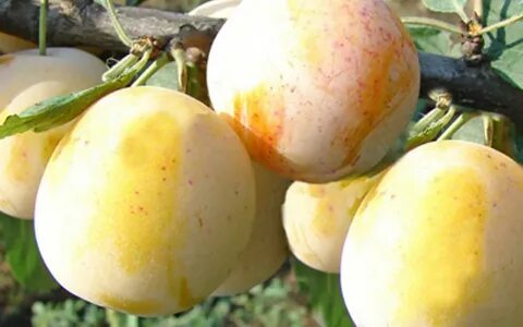 Слива медовая белая описание сорта фото отзывы