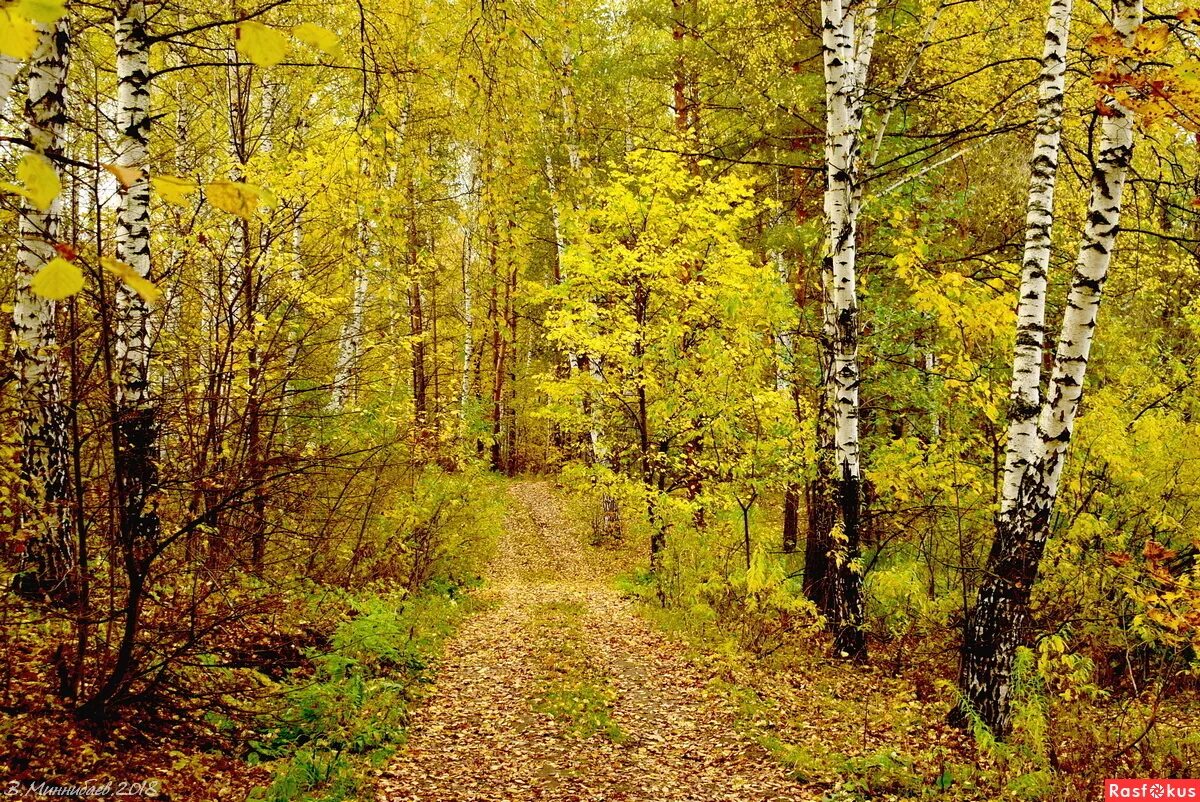 лес терем расписной. лес точно терем золотой. лес стоит багряный. лес точно терем расписной лиловый золотой багряный. осенний лес золотой багряный.