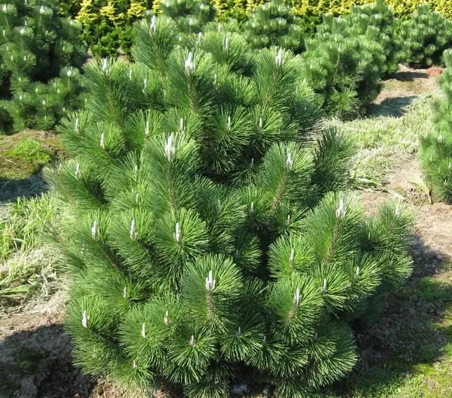 Сосна тунберга pinus thunbergii 'thunderhead'. Pinus thunbergii 'ogon'. Pinus thunbergii 'thunderhead'. Сосна тунберга. Pinus thunbergii 'thunderhead'.