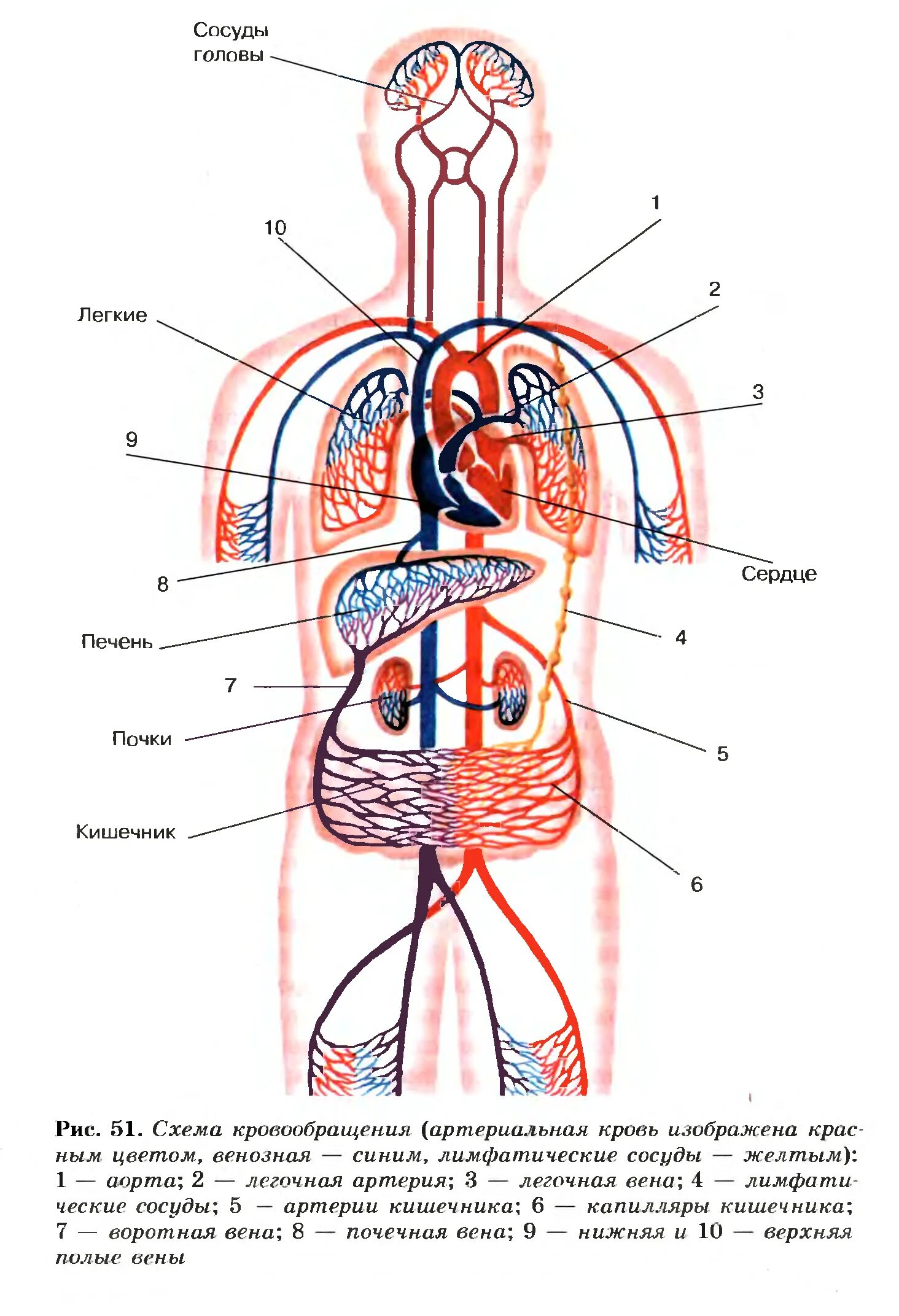 Круги кровообращения человека анатомия схема. Малый круг кровообращения схема анатомия. Схема малого круга кровообращения 8 класс биология. Схема большого круга кровообращения у человека анатомия.