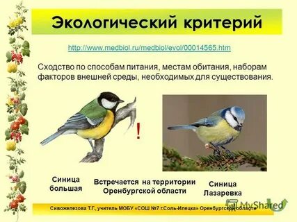Филин морфологический критерий