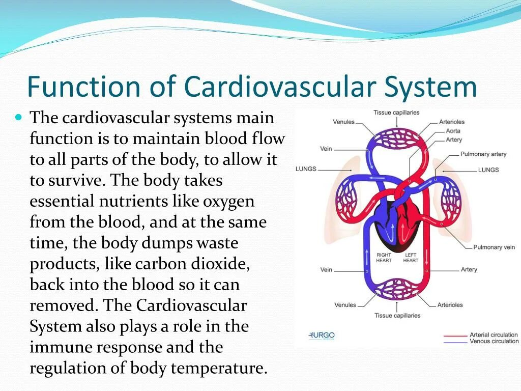 The cardiovascular System function. Cardiovascular System structure. Cardiovascular System Blood structure. Regulation of cardiovascular System. Cardiovascular system