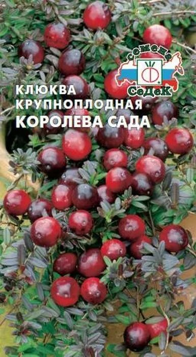 Астра королева сада биколор аэлита. Королев сад семена. Астра королева сада малиновая аэлита. Королевский сад ильи королева каталог томатов. Селекционные ягоды.