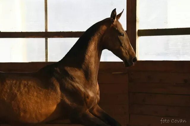 160 лошадей. Ахалтекинская лошадь в деннике. Ахалтекинская кобыла Реджели. КСК Аладжа Талдом. Лошадь ростом 140 см.