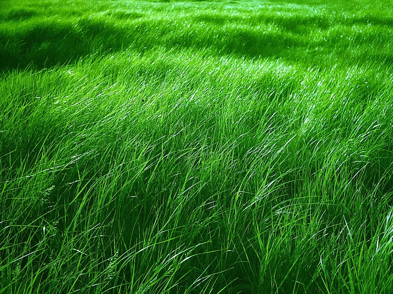 Grass network. Трава. Travla. Трава фон. Красивый зеленый газон.