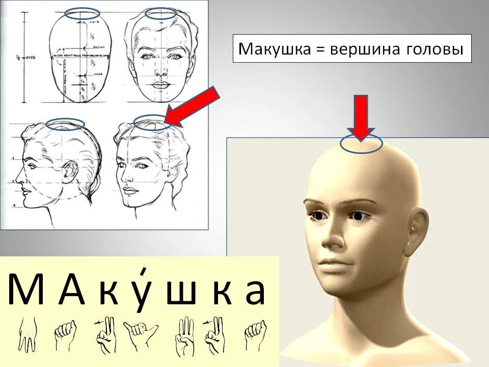 Темени на голове. Затылок темя. Макушка головы и затылок. Макушка головы темечко головы.