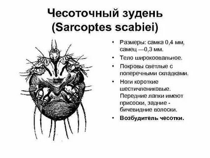 Клещи систематика