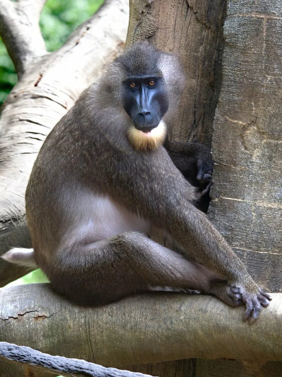 Drill monkey