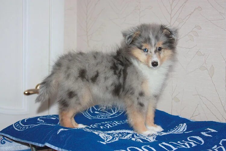 графское поместье питомник шелти