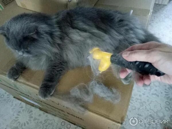 Кот линяет летом что делать. Линька кота. кошка линяет. котик сильно линяет. линяет или линяет.