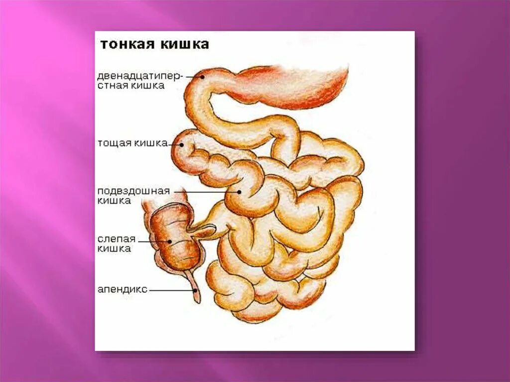 Тонкий кишечник тест. Строение тонкого кишечника тощая подвздошная. Подвздошная кишка анатомия строение. Тонкая кишка отделы подвздошная. 12 Перстная тощая и подвздошная кишка.