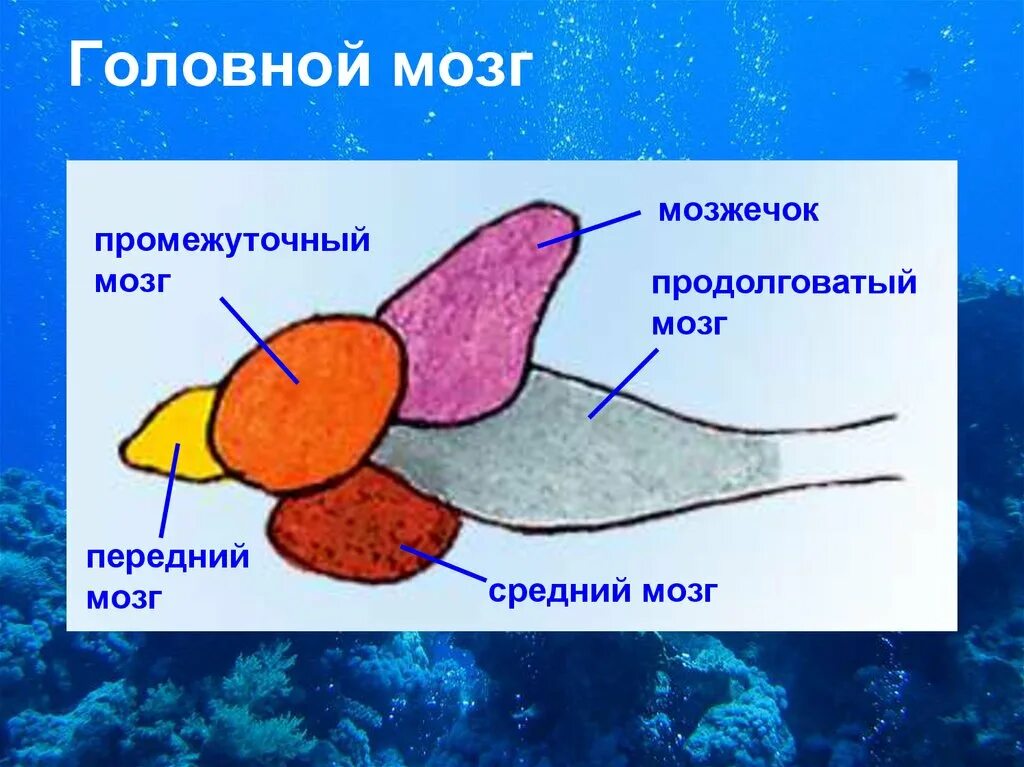 Какую функцию выполняет головной мозг речного окуня. Схема строения головного мозга костистых рыб. головной мозг рыбы. мозг рыбы строение. мозжечок у рыб.