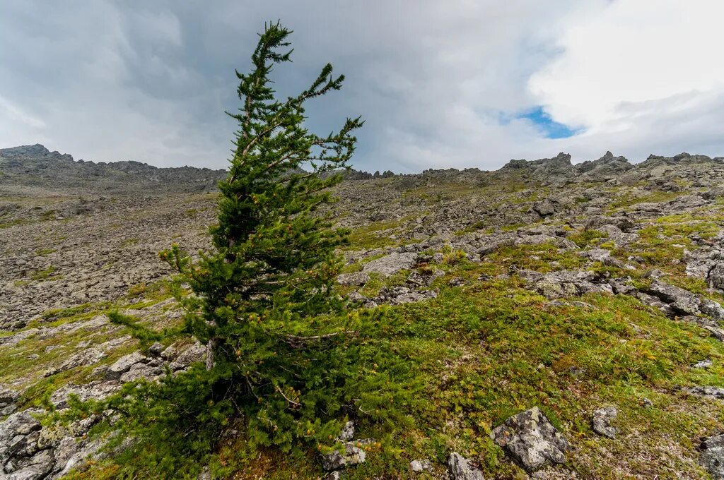 Уральские горы конжаковский камень. Северный урал гора манарага. Уральские горы высокие или низкие. Низкие горы. Уральские горы высокие или низкие.