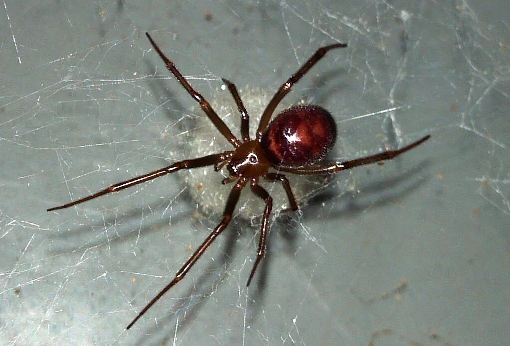 Стеатода Гросса. Steatoda grossa паук. Паук Steatoda Castanea. Steatoda grossa самка. Стеатода крупная