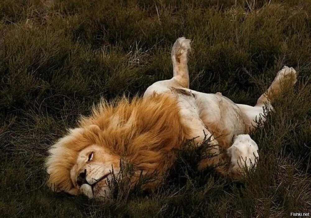 Сколько спят львы. Лев спящий. Спящие львы. Лев лежит.