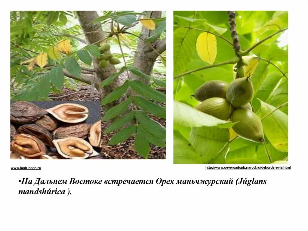 Орех маньчжурский (juglans mandshurica). Ясень маньчжурский плоды. Орех маньчжурский (juglans mandshurica). ). Орехи дальнего востока.