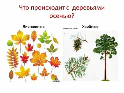 Что изменяется у листьев лиственных деревьев осенью