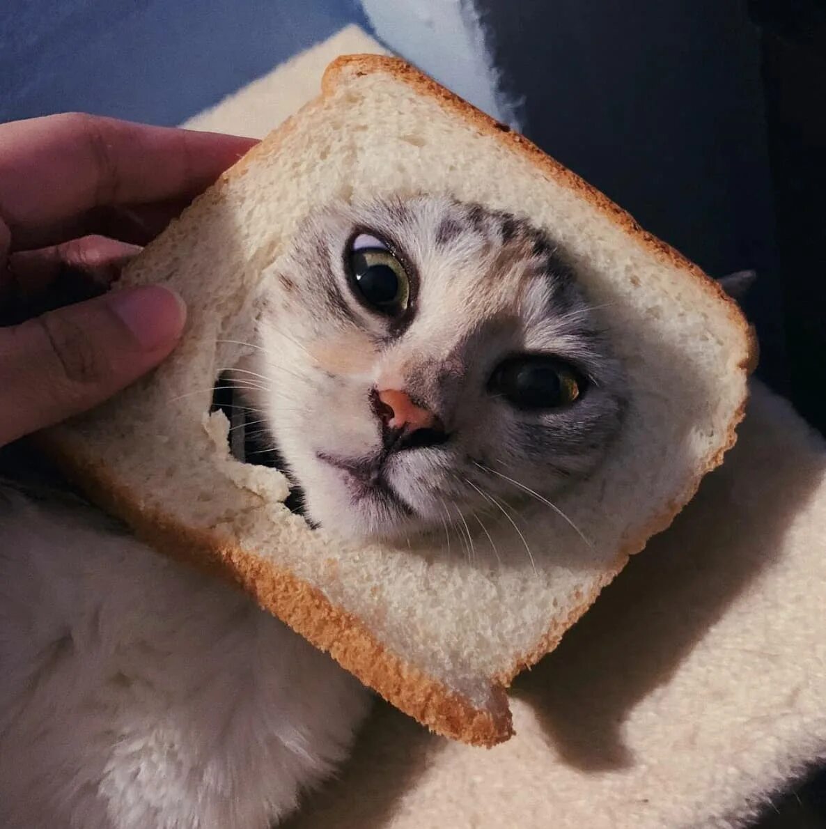 Кот хлеб. Коты в хлебе. Кот хлеб Мем. Смешные котики в хлебе. Кот булочка