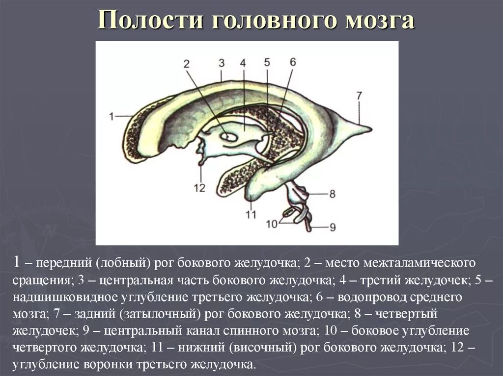 Остаточная полость заднего мозга. Полости ствола головного мозга желудочки. Схема полостей головного мозга. Посолти головного мозга. Задний головной мозг включает